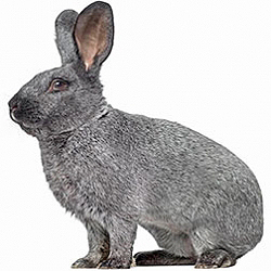Argente Brun Rabbit
