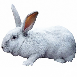 Beveren Rabbit