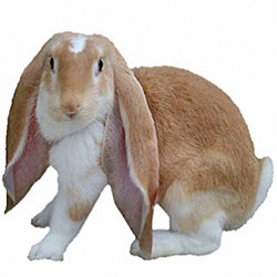 English Lop Rabbit