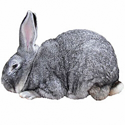 Giant Chinchilla Rabbit