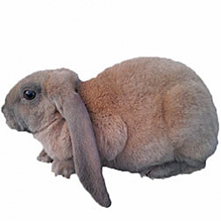 Velveteen Lop Rabbit
