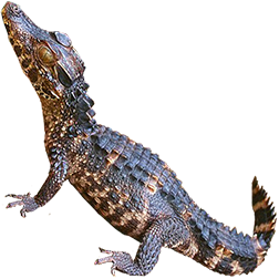 Smooth-Fronted Caiman