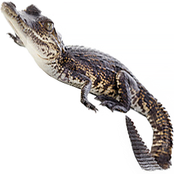 Morelet's Crocodile