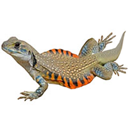 Butterfly Agama Lizard
