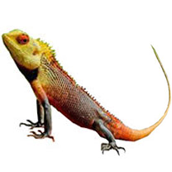Calote Lizard