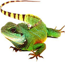 Chinese Water Dragon