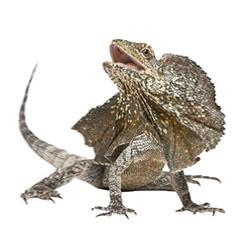 Frilled Dragon Agama
