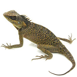Mountain Horn Agama
