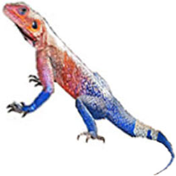 Red-headed Agama