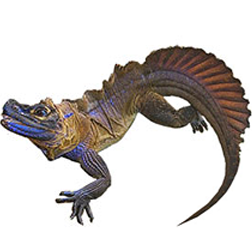 Sailfin Dragon Agama
