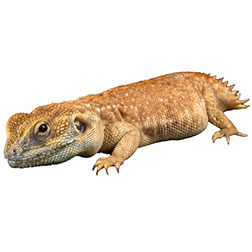 Shield Tailed Agama