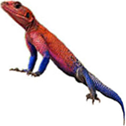 Spiderman Agama