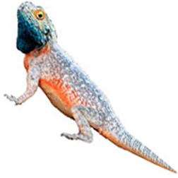 Tanzanian Spiny Agama