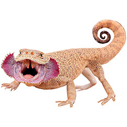 Toadhead Agama Lizard