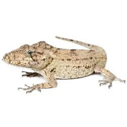 Cuban False Chameleon Anole Lizard