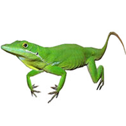 Haitian White-lipped Anole Lizard