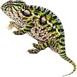 Carpet Chameleon Lizard