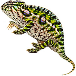 Carpet Chameleon