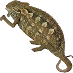 Desert Side Striped Chameleon