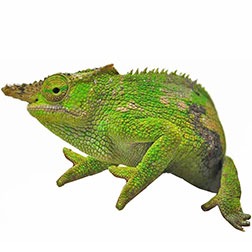 Dwarf Fischer's Chameleon Lizard
