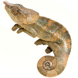Elephant Eared Chameleon