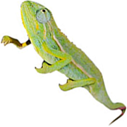 Elliot’s Chameleon Lizard