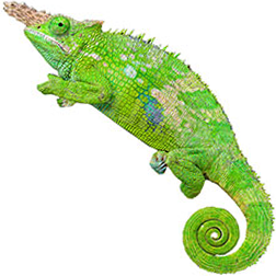 Fischer’s Chameleon Lizard