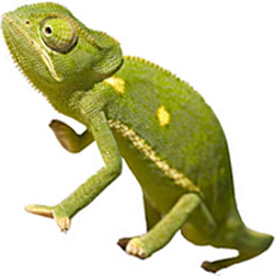 Flapneck Chameleon Lizard