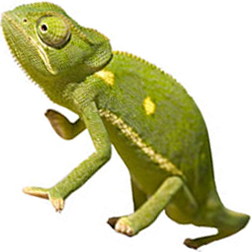 Flapneck Chameleon