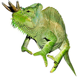 Four-Horned Chameleon