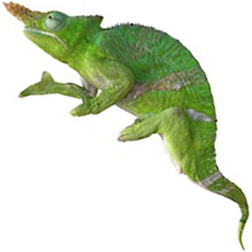 Giant Fischer’s Chameleon Lizard