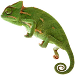 Graceful Chameleon