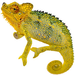 Helmeted Chameleon