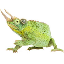 Jackson's Chameleon Lizard