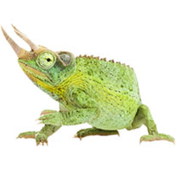 Jackson's Chameleon