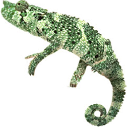 Meller’s Chameleon Lizard