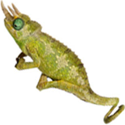 Mount Meru Jackson’s Chameleon
