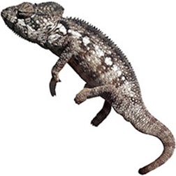 Oustalet’s Chameleon Lizard