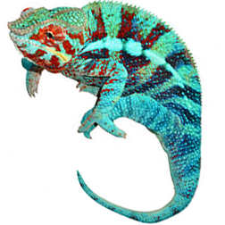 Panther Chameleon