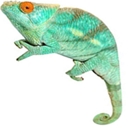 Parson’s Chameleon Lizard