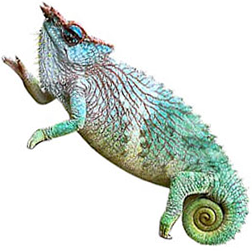 Pfeffer’s Chameleon Lizard