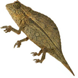 Pygmy Chameleon