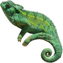 Rudis Chameleon Lizard