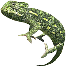 Sahel Chameleon Lizard