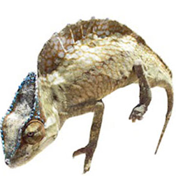Sailfin Chameleon Lizard