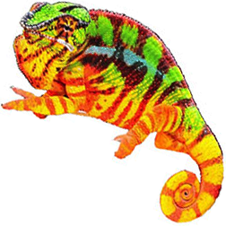 Sambava Panther Chameleon Lizard