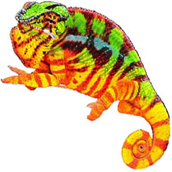 Sambava Panther Chameleon