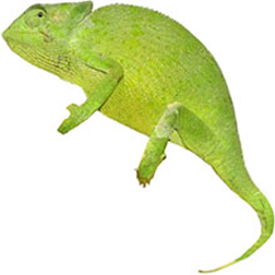 Senegal Chameleon Lizard