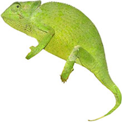 Senegal Chameleon
