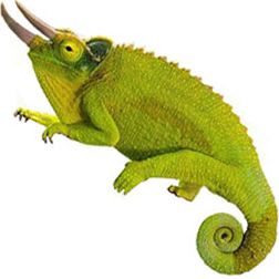 Three Horned Chameleon